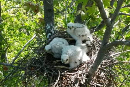Tree Trimming Contractor Saves Nesting Hawks