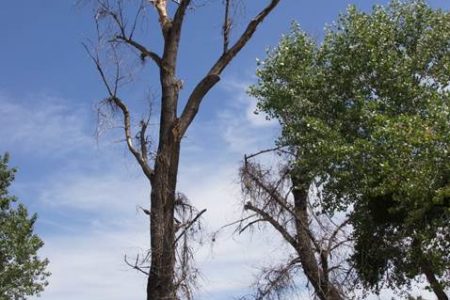 Arborist and park staff protect nesting woodpeckers from destruction