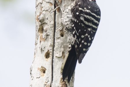 How to climb a tree risk-free