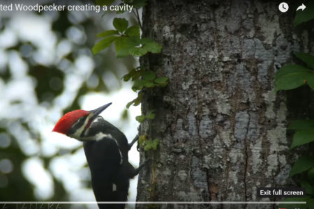 View the master bird carpenter at work!