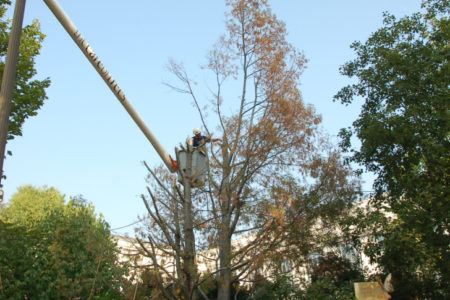 The Smithsonian Gardens stands up for dead trees!