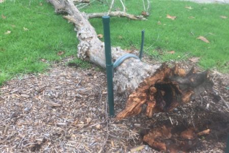 Our historic tree succumbs to the storm