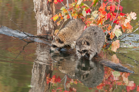 Fallen trees in streams can have surprising benefits