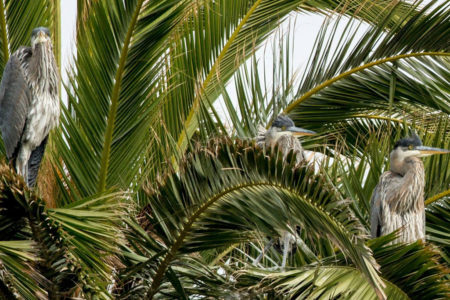 Location, location!  For nesting birds—a big decision!