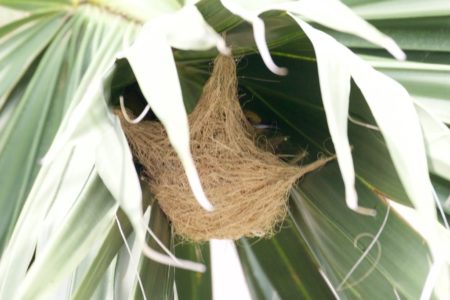 Poorly Located Palms Pose Risks for People and Wildlife