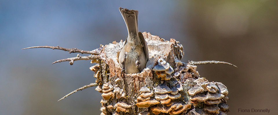 Value of Dead Trees