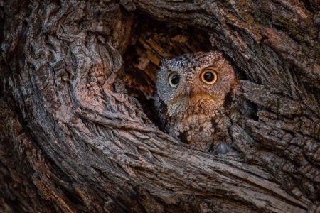 Taking the ‘defect’​ out of tree risk-benefit management strategies