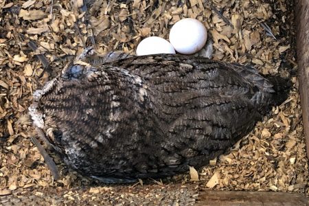 Eggshell Color Differences in Cavity-Nesting Birds is Still Open to Speculation