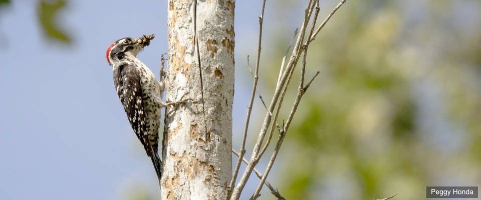 Safely Retaining Dead Trees